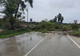 El viento tumba un árbol de grandes dimensiones en Guadalcacín y la zona queda cortada al tráfico