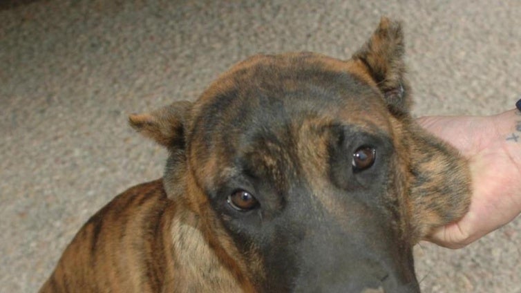 Mutilación de orejas a cachorros de perros: tres investigados por prácticas ilegales en Cádiz