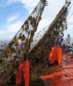 Imagen secundaria 2 - La solución al alga invasora en las playas de Cádiz necesita un cambio en la ley