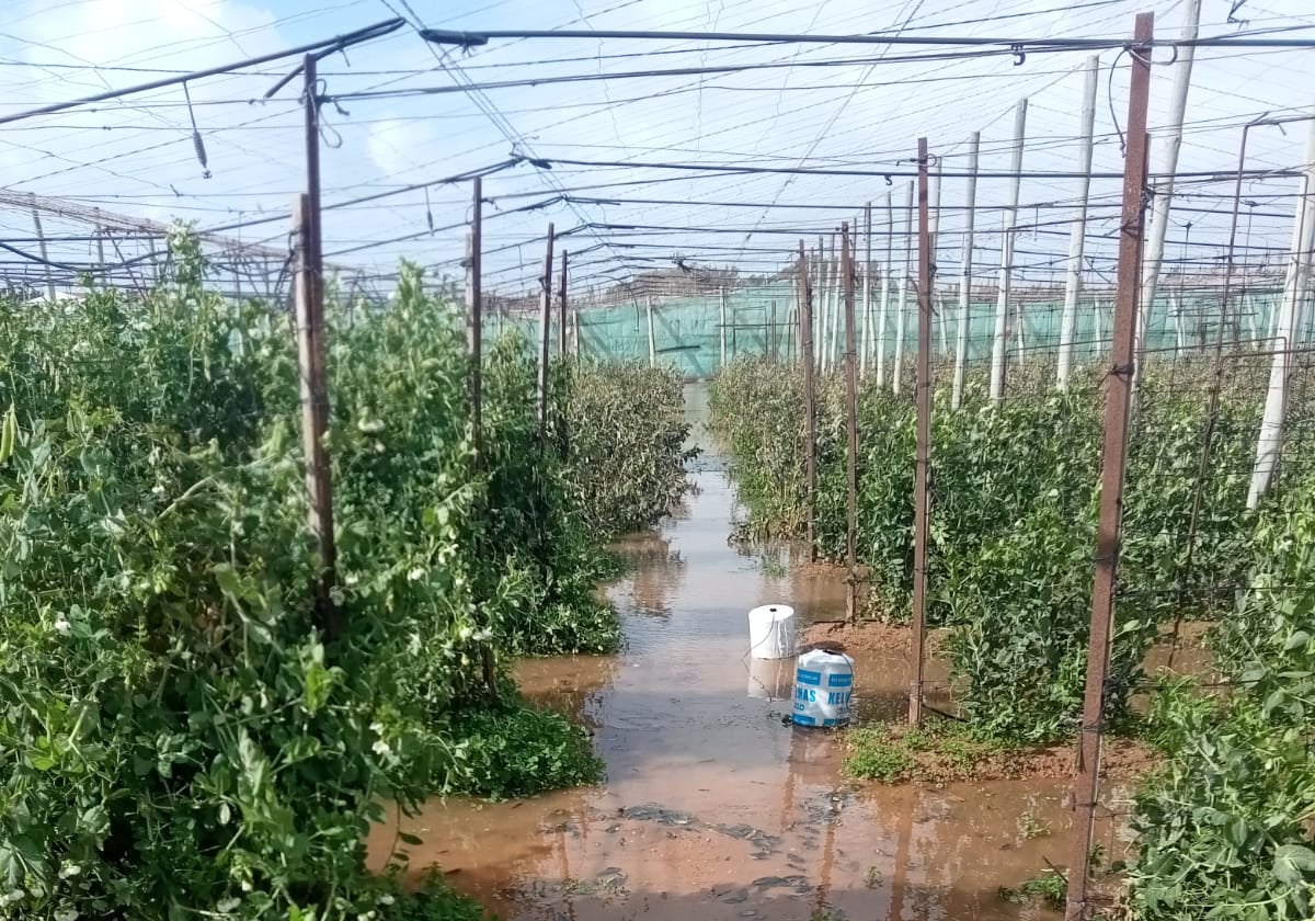 Aspecto que presentan algunos invernaderos