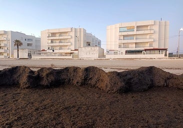 Las playas de Barbate, llenas de alga invasora tras los temporales
