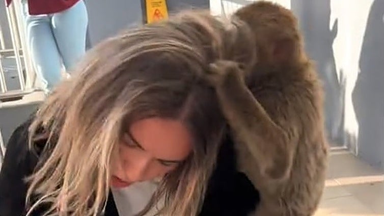 «Cariño,  me está mordiendo. Cariño, quítamelo...»: el agobiante momento de una visitante a la Guarida de los Monos de Gibraltar