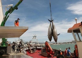 La almadraba de Conil inicia la temporada con la primera levantá que deja 129 atunes descargados en Barbate