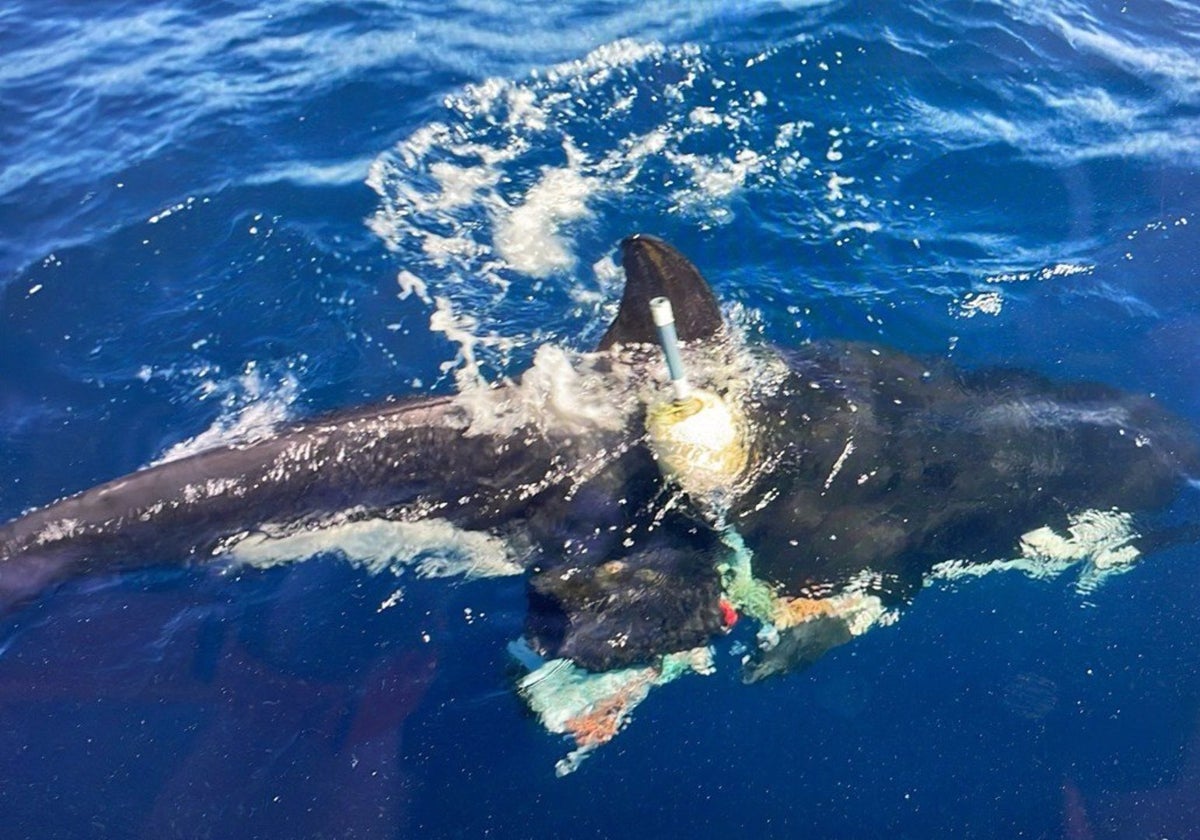 Rescatada una orca enredada en una boya y restos de pesca en el Estrecho de Gibraltar