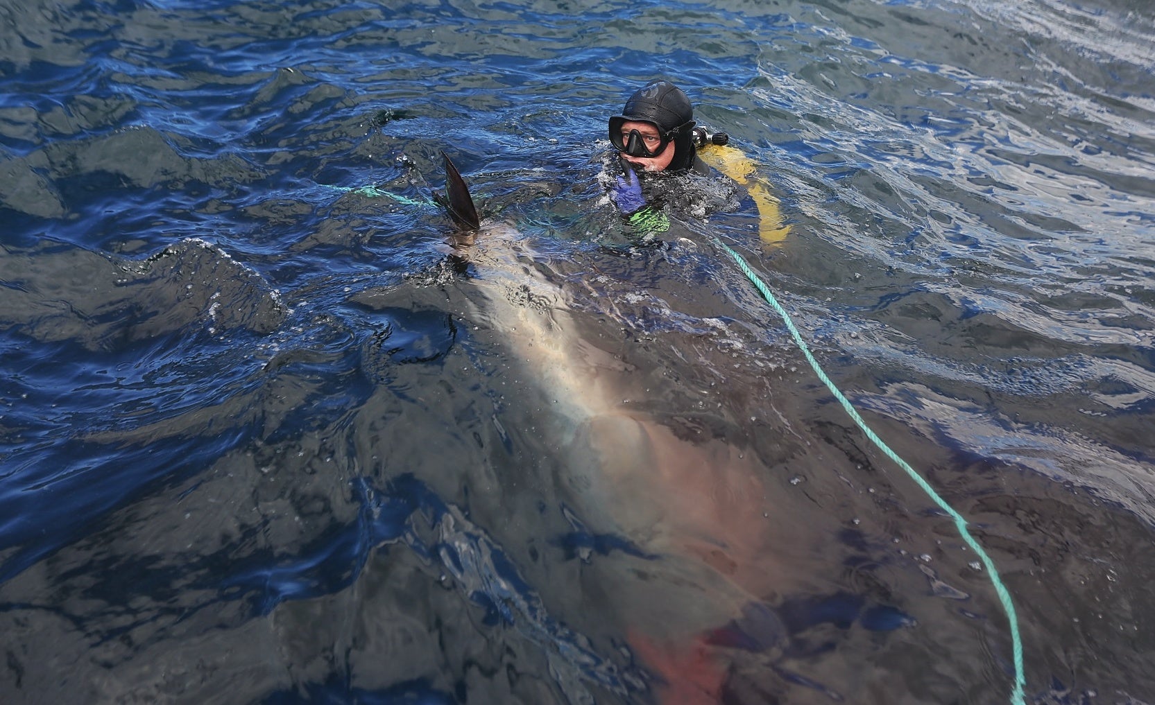 La primera levantá de atunes, en imágenes