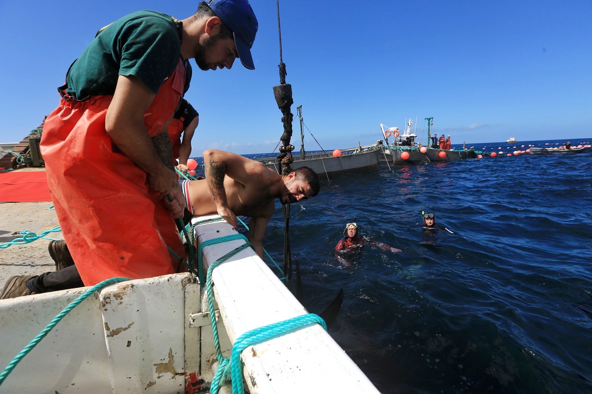La primera levantá de atunes, en imágenes