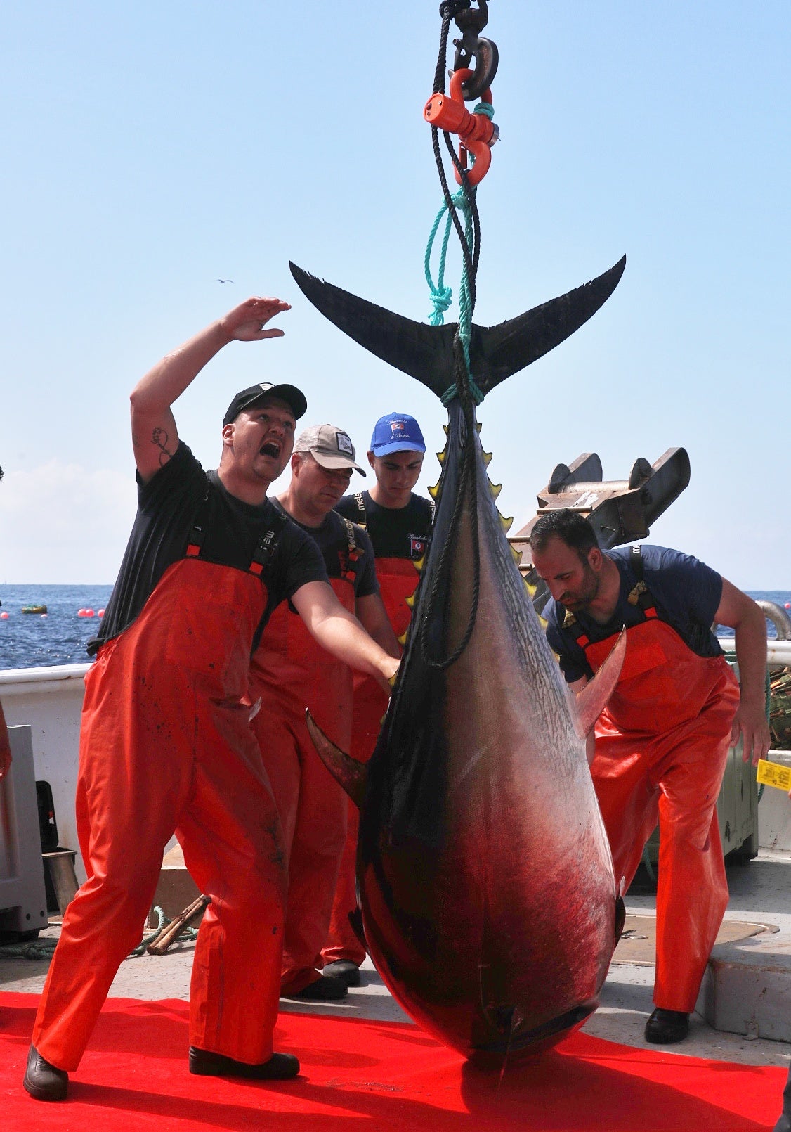 La primera levantá de atunes, en imágenes
