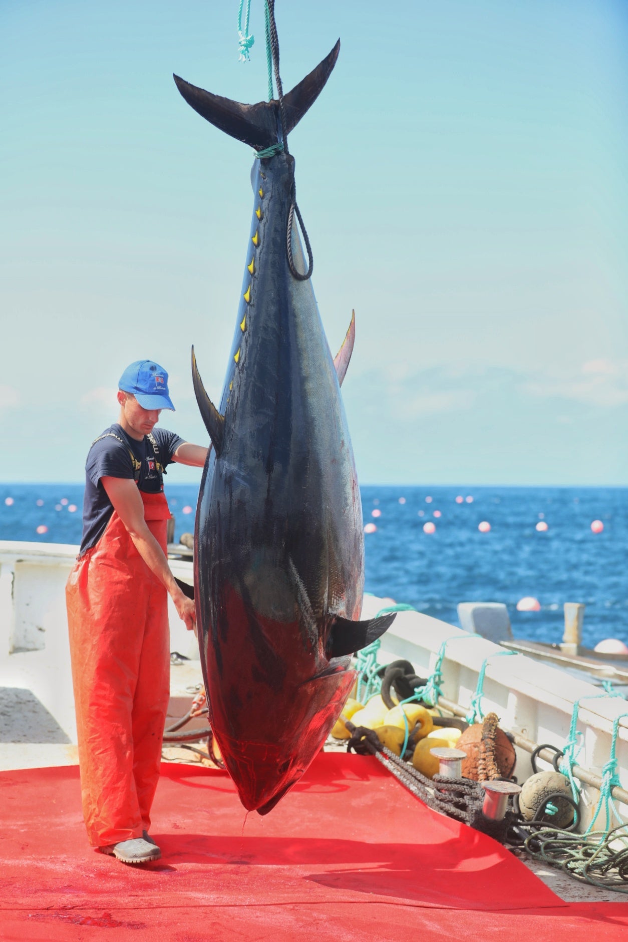 La primera levantá de atunes, en imágenes