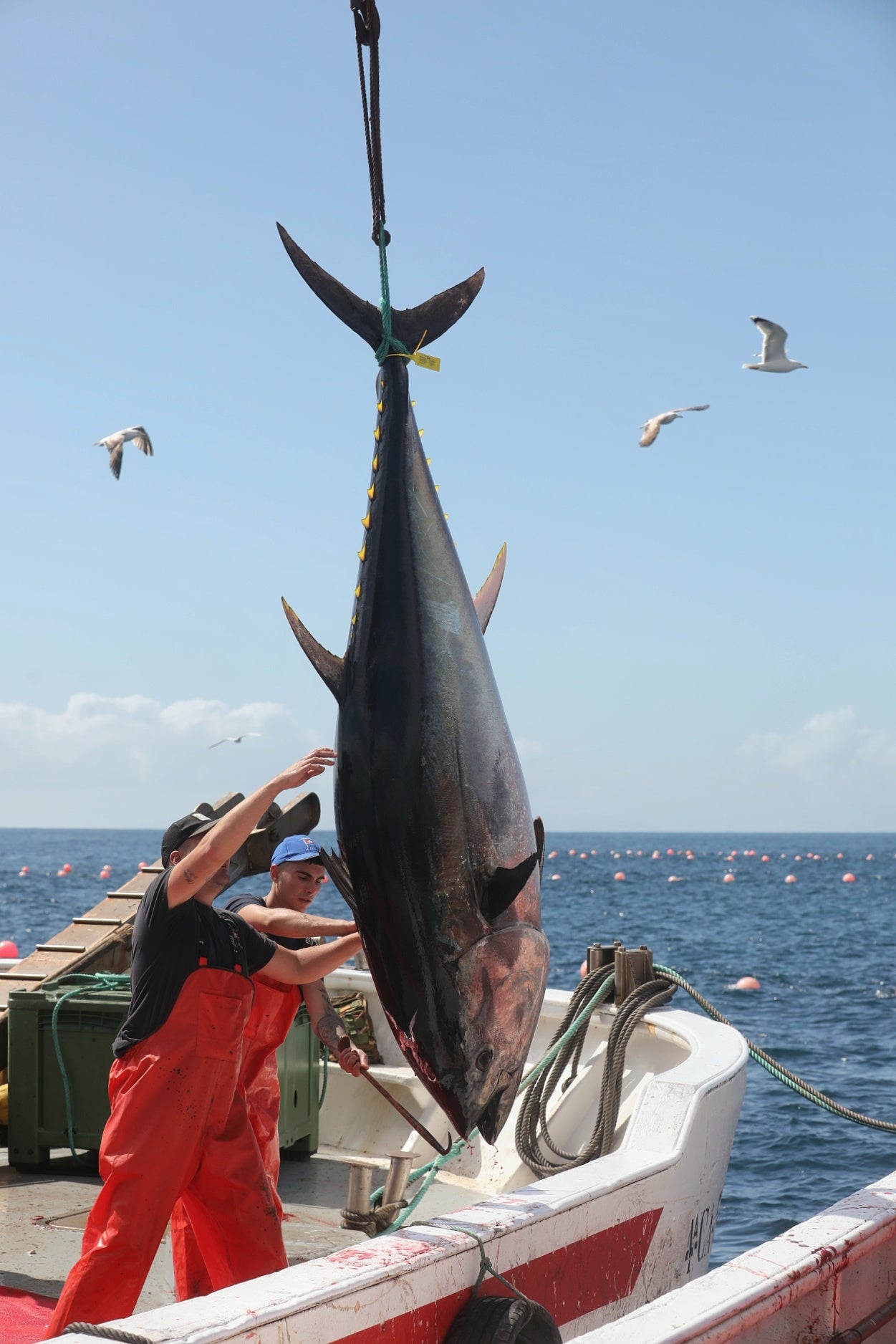 La primera levantá de atunes, en imágenes