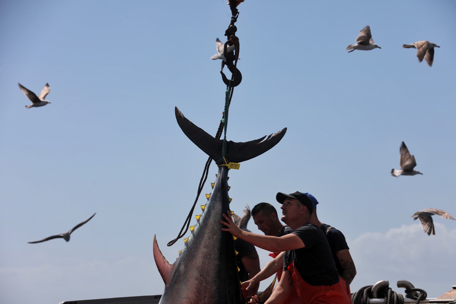 La primera levantá de atunes, en imágenes