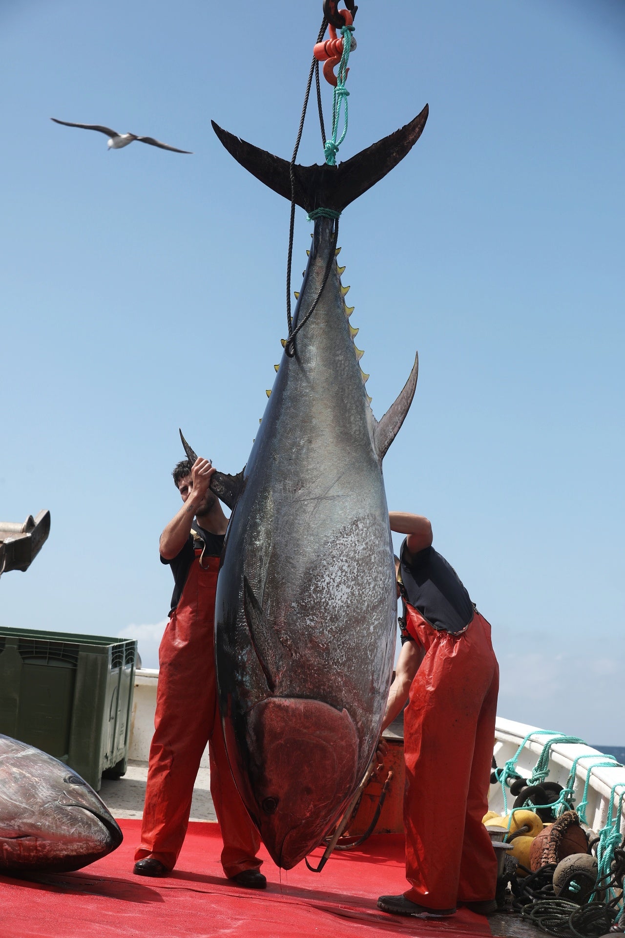 La primera levantá de atunes, en imágenes