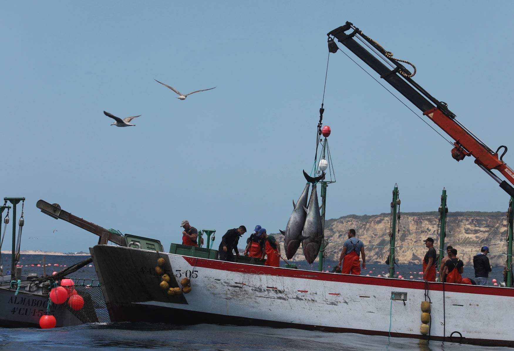 La primera levantá de atunes, en imágenes