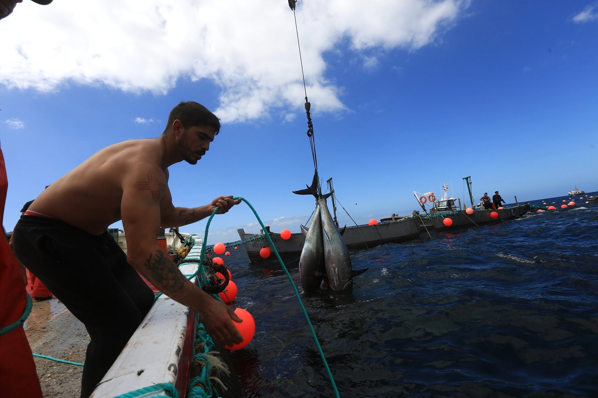 La primera levantá de atunes, en imágenes