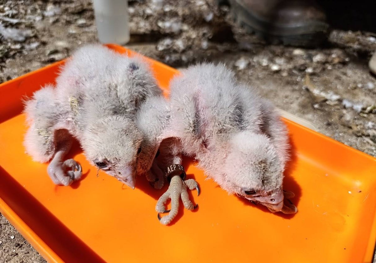 El Centro para la Conservación de la Biodiversidad Zoobotánico consigue, por primera vez en su historia, la cría en cautividad del halcón borní