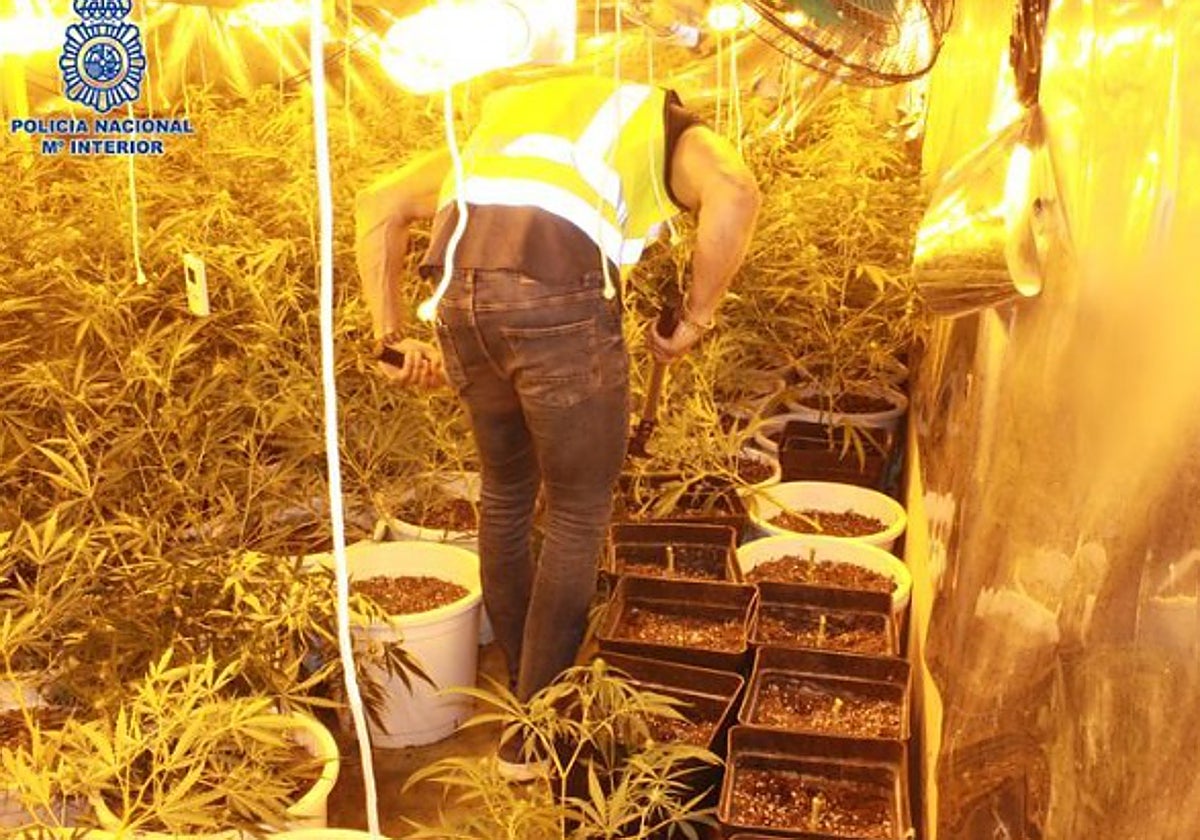 Un policía desmonta aires de una plantación de marihuana.