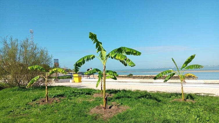 Puerto Real planta 322 árboles de 27 especies distintas