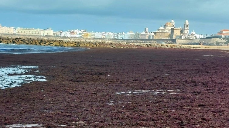 Las algas vuelven a invadir las playas de Cádiz