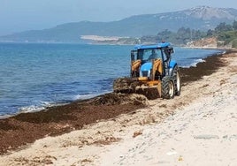 En búsqueda de soluciones para el aprovechamiento del alga asiática