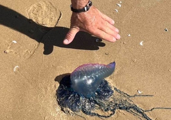 Carabela portuguesa del tamaña de una mano en la playa de Valdelagrana
