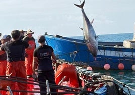 Los inspectores de pesca 'aparcan' su huelga y agilizan los trámites en las almadrabas gaditanas