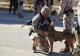 La Armada realizará en Cádiz un ejercicio con 19 unidades caninas de Infantería de Marina