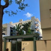 Imagen del ciprés desde la calle Tamarindos en Bahía Blanca