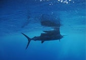 Si te vas a bañar en la costa de Cádiz debes estar alerta: te puedes encontrar con este pez de dos metros