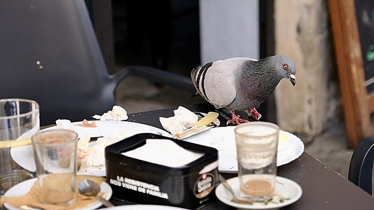 Cádiz ante la sobrepoblación de palomas: salud pública, conservación del patrimonio y control ético