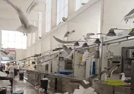 Las gaviotas invaden el Mercado de Abastos de Cádiz: «¡Qué miedo!»