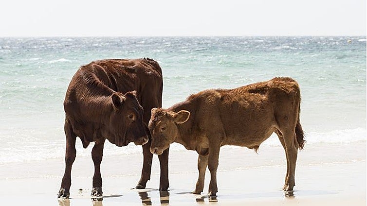 Vacas en la playa de Barbate: «Hay que respetarlas, disfrutadlas de lejos y no molestarlas»
