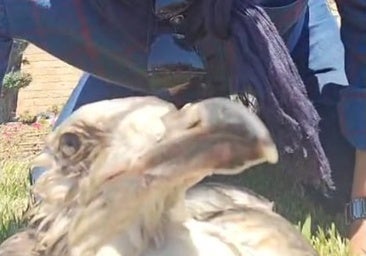 Denuncian el abandono de un polluelo de gaviota herido en los jardines de las Puertas de Tierra en Cádiz: «Hay cosas que no tienen nombre»
