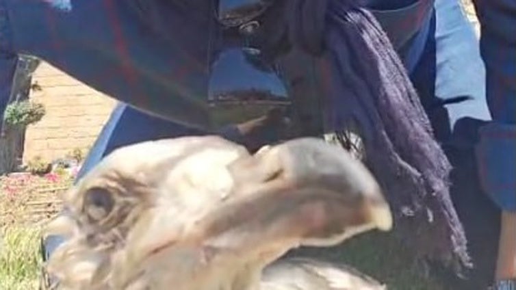 Denuncian el abandono de un polluelo de gaviota herido en los jardines de las Puertas de Tierra en Cádiz: «Hay cosas que no tienen nombre»
