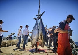 Los inspectores de pesca ponen fin a la huelga que afectaba a las almadrabas gaditanas