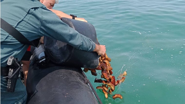 Sorprenden a un padre y su hijo con capazos llenos de pepinos de mar en Chipiona
