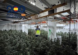 Más de 450 plantas de marihuana ocultas en pleno centro de Sanlúcar