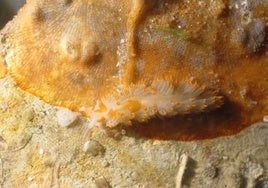 Nueva formación en biodiversidad marina y conservación para adultos de la Universidad de Cádiz