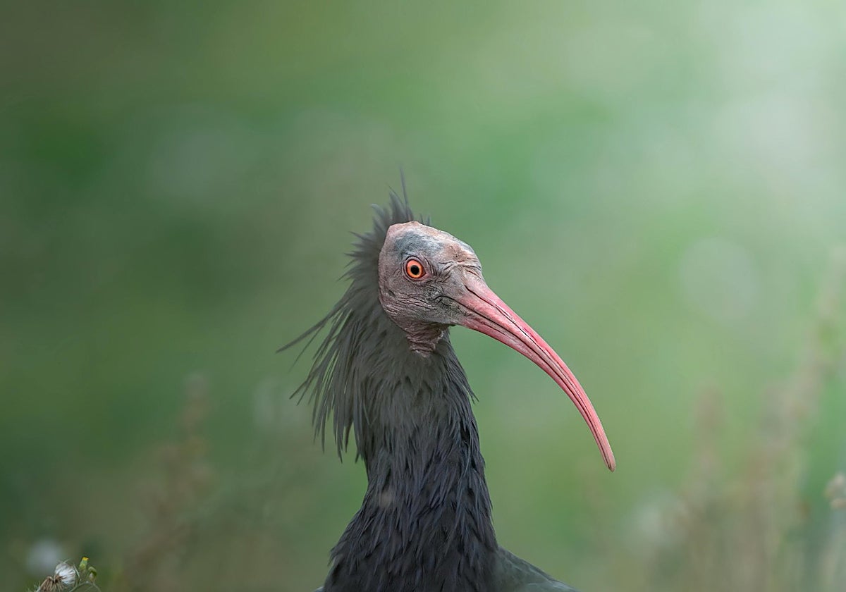 Temporada histórica en la cría del ibis eremita