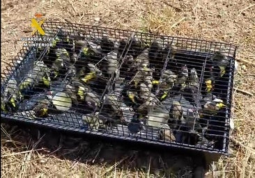 Un padre y su hijo pillados en Bornos con más de un centenar de 'pajaritos' capturados de forma ilegal