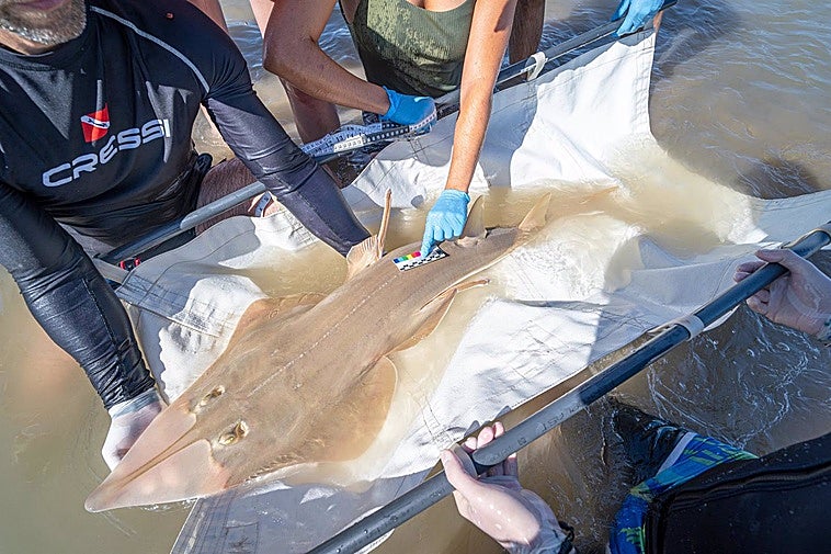 El Pez guitarra gigante resiste en Cádiz y Huelva: Un proyecto busca su salvación