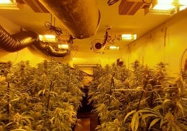 Cultivo de marihuana en Cádiz: Endesa abre dos expedientes a la semana durante cuatro meses por distintas plantaciones