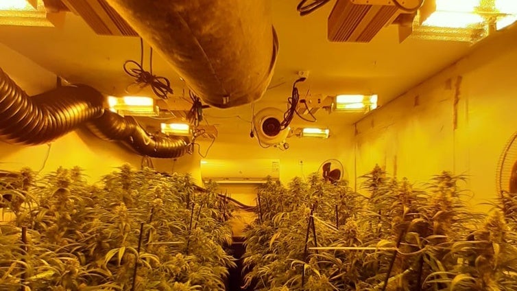 Cultivo de marihuana en Cádiz: Endesa abre dos expedientes a la semana durante cuatro meses por distintas plantaciones