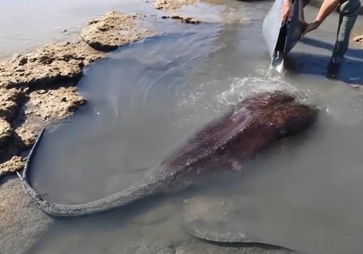 Una enorme mantarraya de más de 100 kilos se queda atrapada en los corrales de Rota