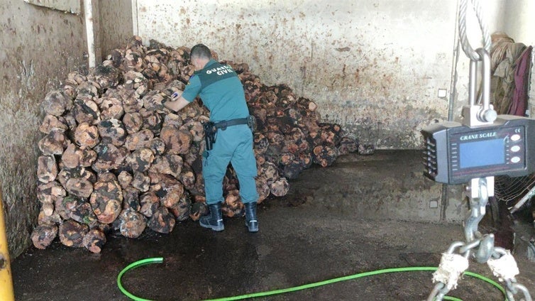 Un almacén de Jimena escondía cornamentas de ciervos y gamos, y casi siete toneladas de brezo protegido