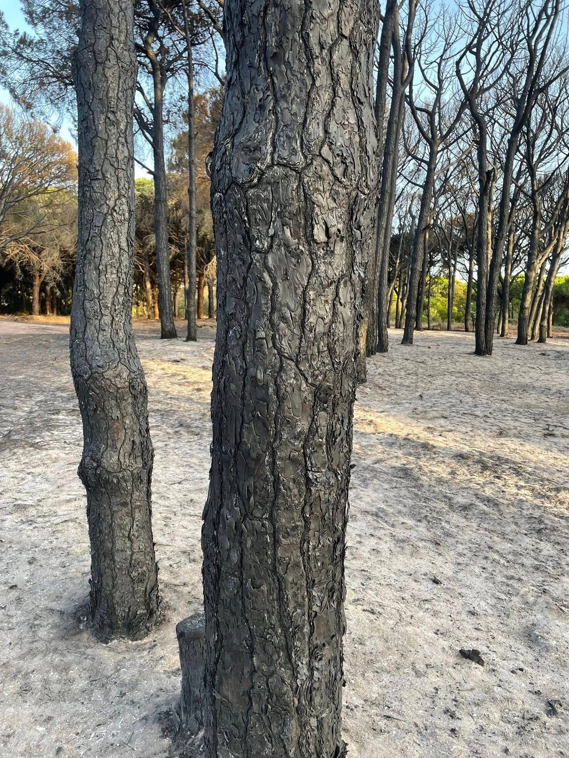 Fotos: Así ha quedado el pinar de Las Mogarizas de Chiclana tras un incendio que pudo ser una tragedia