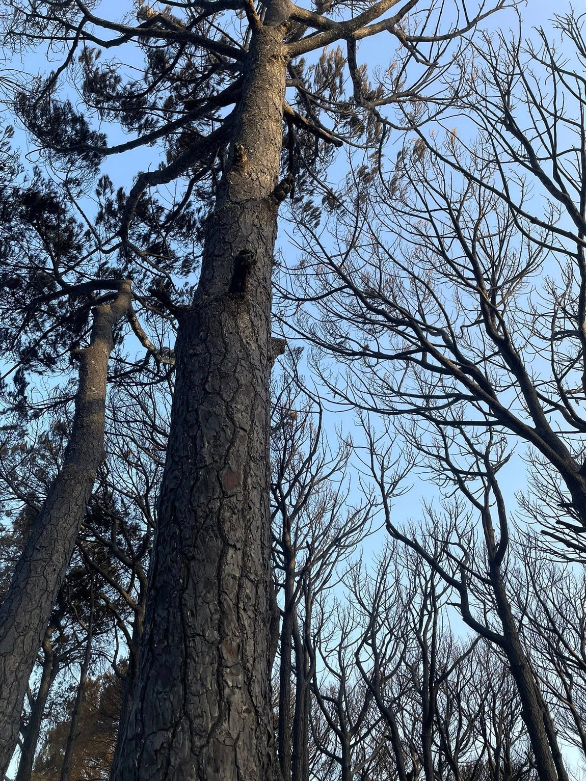 Fotos: Así ha quedado el pinar de Las Mogarizas de Chiclana tras un incendio que pudo ser una tragedia