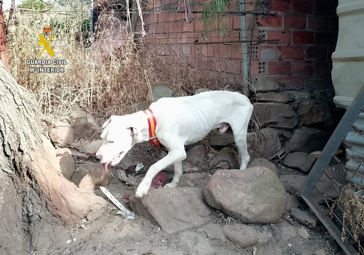 Atados, sin comida y al borde del colapso: así encontraron varios perros abandonados en Tarifa