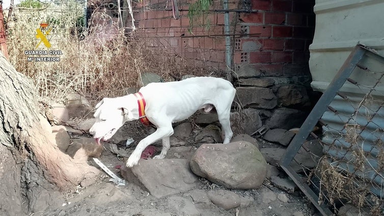 Atados, sin comida y al borde del colapso: así encontraron varios perros abandonados en Tarifa
