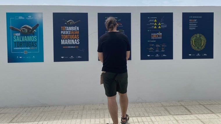 Más de 80 municipios andaluces se unen para salvar tortugas marinas este verano