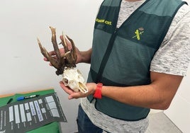 Investigados por cazar de forma ilegal un corzo de alto valor medioambiental en una finca de Jerez
