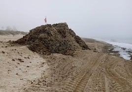 El importante reto de convertir el problema del alga invasora en Cádiz en una oportunidad sostenible